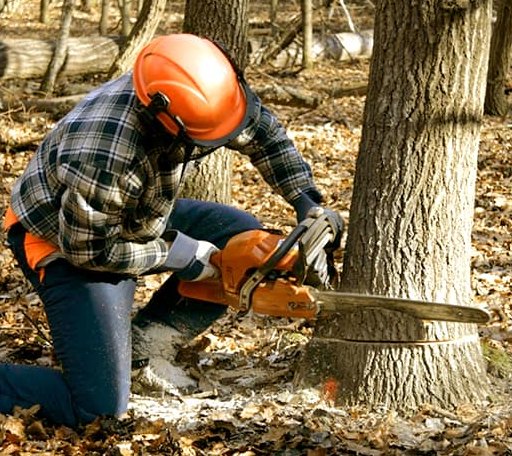 Tree Removal in Gentry, AR